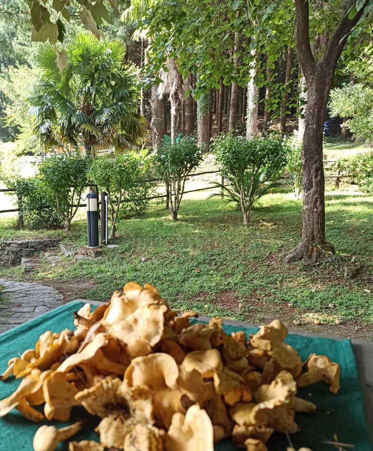 Il Bosco Di Campo Marzano Rooms & Apartments Borzonasca Dış mekan fotoğraf