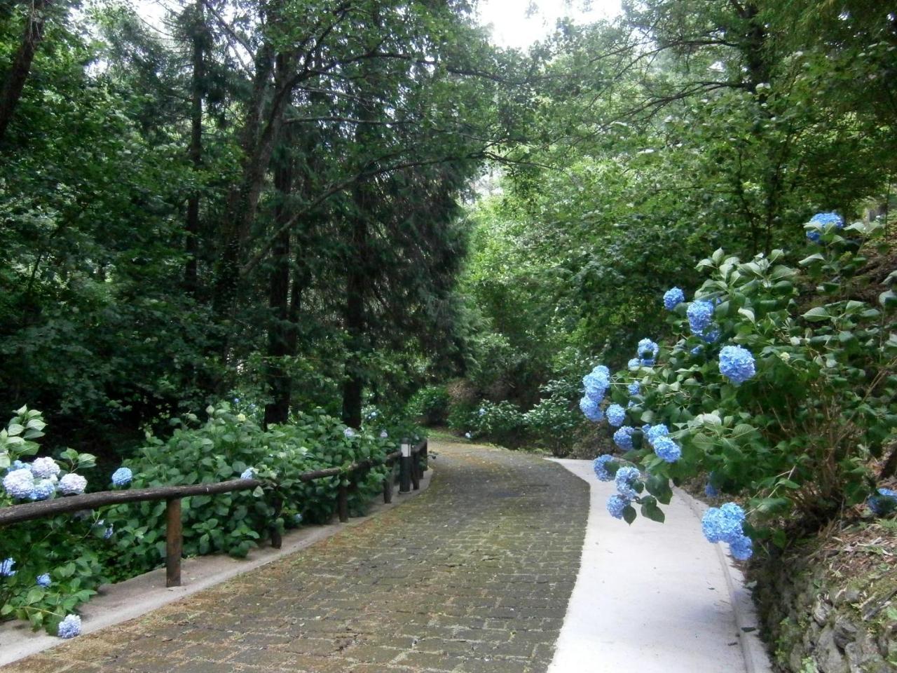 Il Bosco Di Campo Marzano Rooms & Apartments Borzonasca Dış mekan fotoğraf